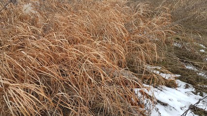 Dry grass