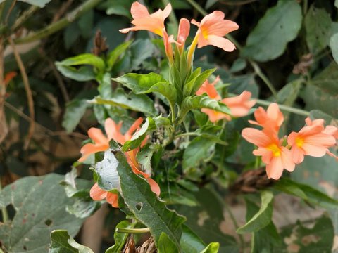 beautiful bright fiery orange flowers of Crossandra infundibuliformis (firecracker flower)