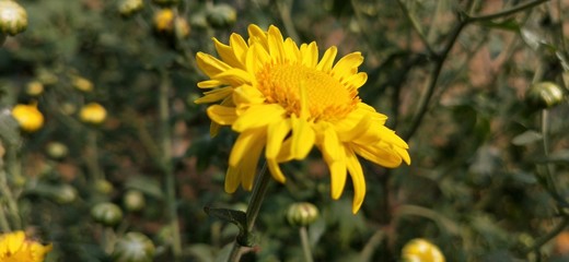 Yellow flower with leaves of Calendula. English marigold.