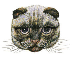 head of the Scottish fold cat.for prints on clothes .illustration on isolated white background watercolor hand painting