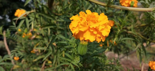 marigold yellow flower blooming beautiful in garden. Tagetes erecta, Mexican marigold, Aztec marigold, African marigold.
