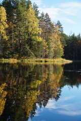 Fototapeta na wymiar The beautiful autumn forest is reflected in the blue lake. The leaves of the trees are yellow and orange, green pine. Blue sky.