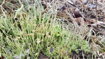 December Greens 3