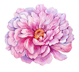 Peony flower pink.watercolor illustration on isolated white background