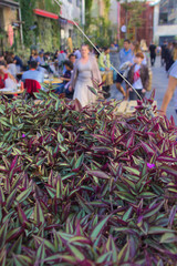 Backyard from Fabrika Tbilisi, Georgia