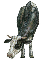 cow watercolor, illustration,, animal husbandry, ranch,