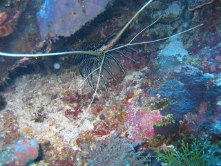 Underwater Submarine Subsea