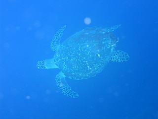 Underwater Submarine Subsea