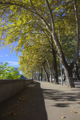 Pathway in Autumn  with trees losing their leaves