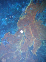 Underwater Submarine Subsea