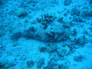 Underwater Submarine Subsea