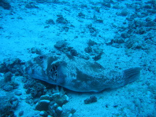 Underwater Submarine Subsea