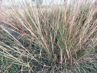 Nature background of green vegetation and stones in clear water. Greenery on bottom of mountain lake after flood.