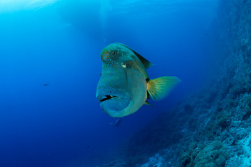 Underwater Submarine Subsea