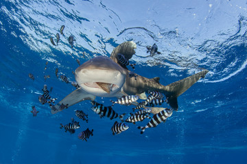 Underwater Submarine Subsea