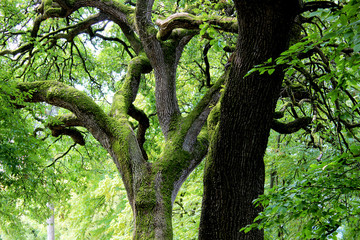 Fototapeta premium Alberi e tempo