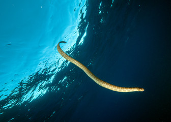 Underwater Submarine Subsea