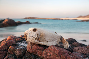Underwater Submarine Subsea