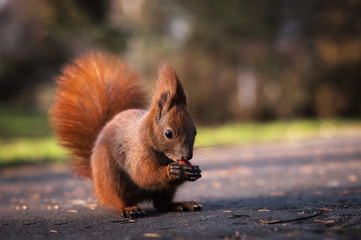 Naklejka na ściany i meble Beautiful red squirrel eating a nutlet. Autumn, park, animals