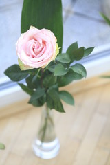 rosa rose