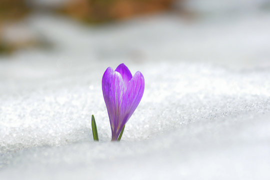 fiore di Croco (Crocus albiflorus) nella neve