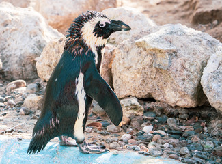 Obraz premium African penguin standing on the rock after swimming. African penguin (Spheniscus demersus) also known as the jackass penguin and black-footed penguin.