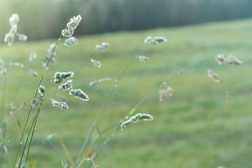 Beautiful Soft Grass Seedheads in Tall Grass With Dew Sparkling in Morning