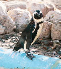 Obraz premium African penguin standing on the rock after swimming. African penguin (Spheniscus demersus) also known as the jackass penguin and black-footed penguin.