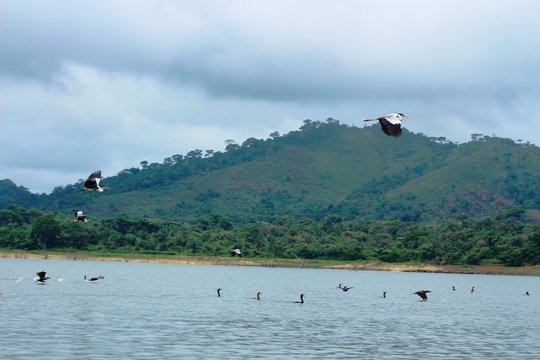 aves