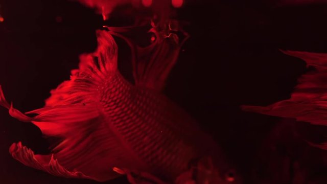 Couple of red siamese fighting fish - betta splendens. Aquarium fish swimming in front of isolated black background. Slow motion footage