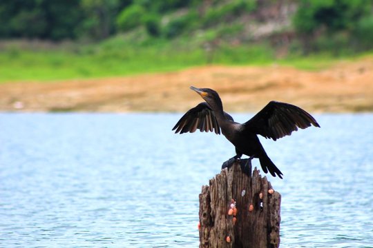aves