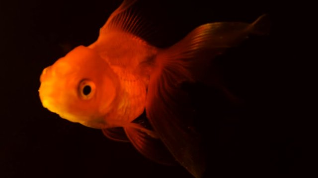 Single adult goldfish with fins swimming in aquarium isolated on black background. The fish float in the water column. Close up view footage. Animal pets concept