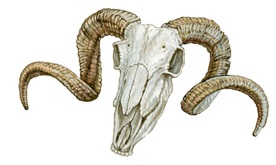RAM skull on isolated white background . Watercolor illustration