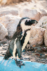 African penguin standing on the rock after swimming. African penguin (Spheniscus demersus) also known as the jackass penguin and black-footed penguin.