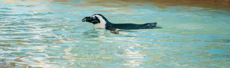 Fototapeta premium Swimming penguin. African penguin ( Spheniscus demersus) also known as the jackass penguin and black-footed penguin.