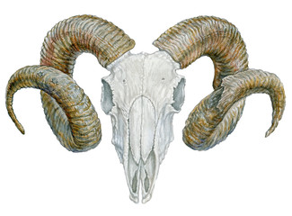 Naklejka premium RAM skull on isolated white background . Watercolor illustration