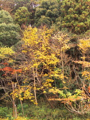 秋の林風景
