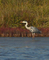 heron in the lake
