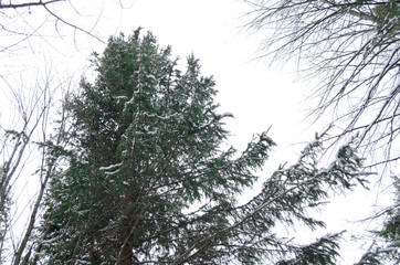 spruce tree in snow