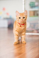 Kitty red color in a red collar with a suspension walks around the room