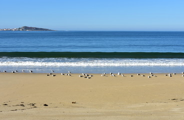 Beach with seagulls and waves. Blue sea with foam, sunny day, blue sky. Galicia, Spain.