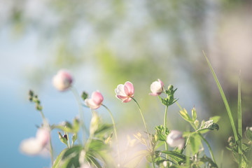 delicate flowers. Wild northern anemone or Pulsatilla flowers blooming in spring or summer season. Soft focus. Shallow depth of field 