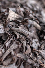 Totentrompetenpilze oder Herbsttrompetenpilze (Craterellus cornucopioides)