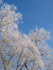 Frozen trees in the morning
