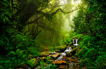 Fototapety  Azjatyckie tropikalne lasy deszczowe