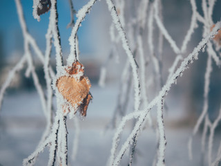 The frozen branches of the trees in frosty winter