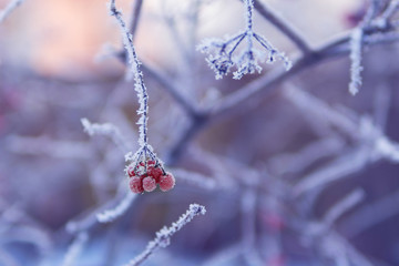 Frozen branch of viburnum in frost