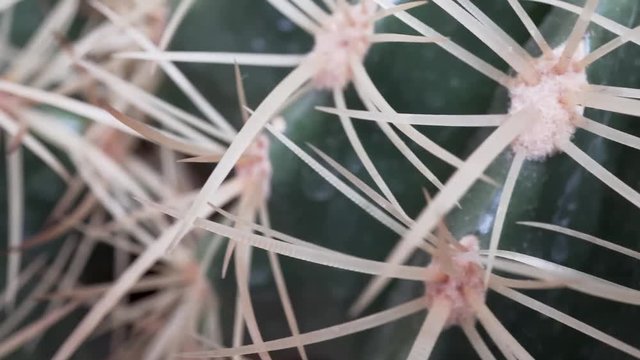 4k video macro of cactus stings