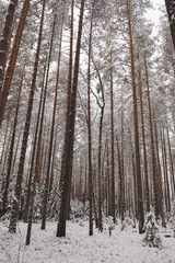 Forest in the late autumn
