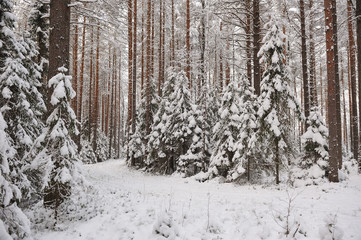 Fototapeta premium Forest in the late autumn